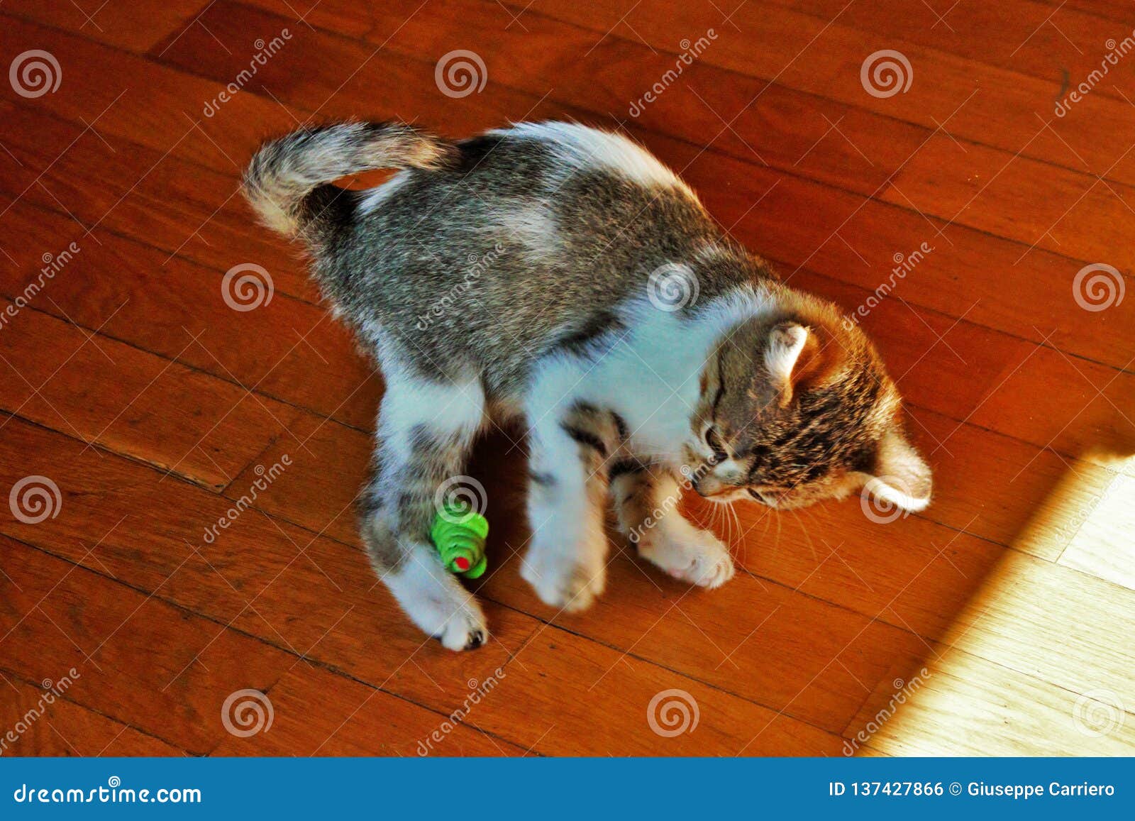 theÃÂ european shorthair, called theÃÂ europeanin fife and wcf is aÃÂ cat breedÃÂ originating inÃÂ europe.